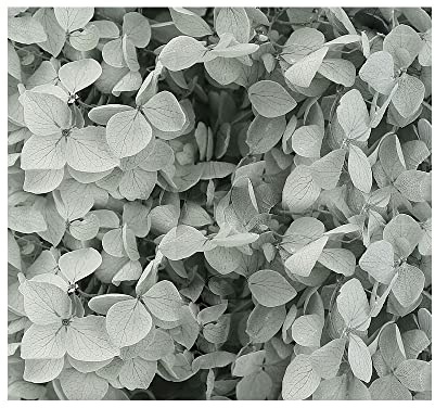 Fiori secchi di ortensia grigio chiaro, piccole foglie conservate, decorazione per artigianato fai da te, accessori materiali, fiori pressati per candele, artigianato, matrimoni, fai da te,