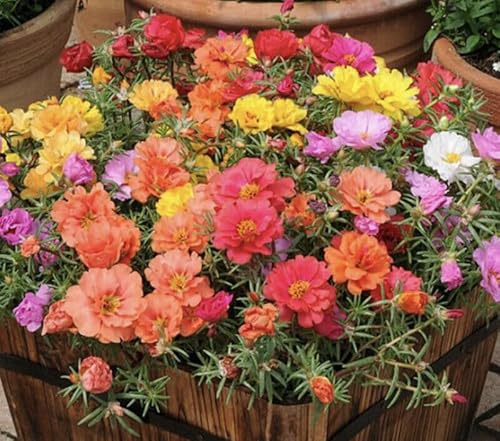 Buy4seeds 300 Moss Rose Double - Portulaca grandiflora Seeds- Hanging Baskets Flower Easy for Grow Garden