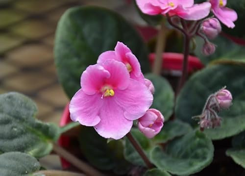 1 x African Violet Saintpaulia Flowering Pink Light Color in 12cm pots