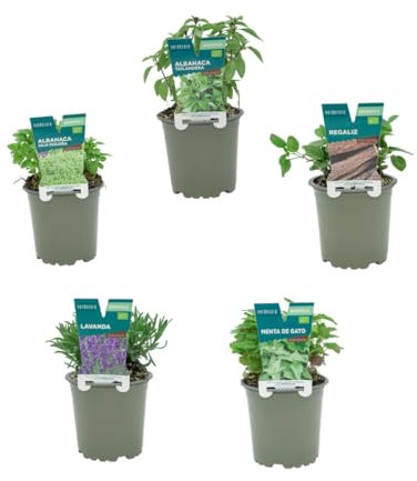 Verdecora Pack de 5 Plantas Aromáticas naturales en maceta de Ø11 cm | Selección Aleatoria de Especies Aromáticas y Culinarias | Hierbas Frescas para Cocina, Jardines y Huertos Urbanos
