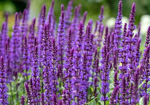 Agastache mexicana GIGANTE AZUL LAVANDA Agastache mexicana 20+ semillas F 262