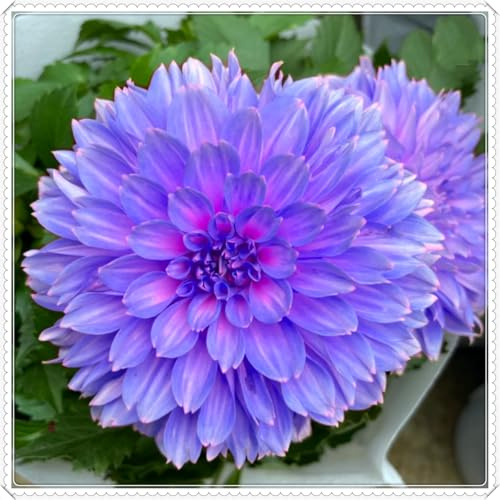 Seltene Rhizome, GroßE Dahlie, Gemischte Farben, Dahlien Rhizomen, Dauerblüher, Einfach Zu ZüChten, Winterhart MehrjäHrig,-8zwiebeln-C