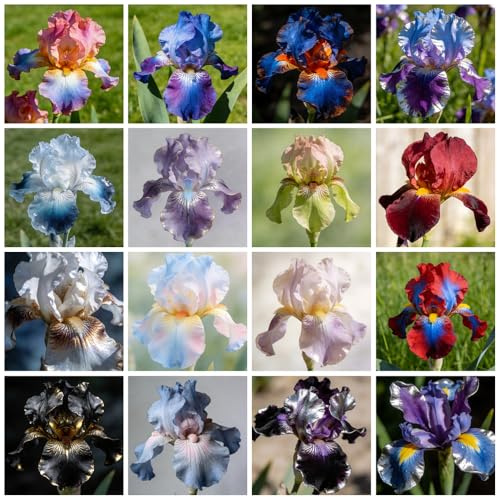 bulbi di iris, bulbosi rari Iris rampicanti da balcone giardino serra interna balcone con serra in vaso da giardino roccioso serre 10pcs