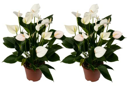 Anthurium Blanco Pack de 2 Plantas con Flores Blancas Naturales