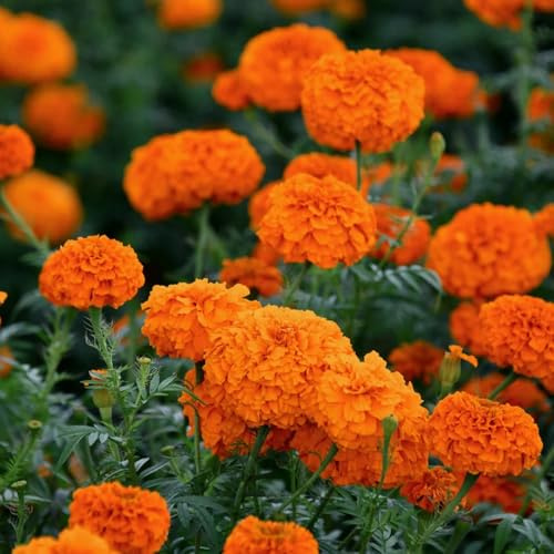 Semillas de caléndula, para lugares soleados Decoración de jardín para exteriores resistentes para el jardín semillas de silvestres 250pcs