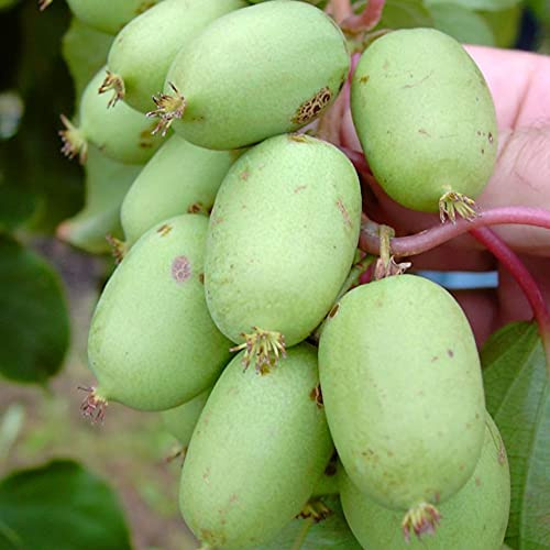 Bayernkiwi weibliche fruchtragende Pflanze, kleine grüne Früchte, Actinidia arguta 60-100 cm 3 Liter Topfballen