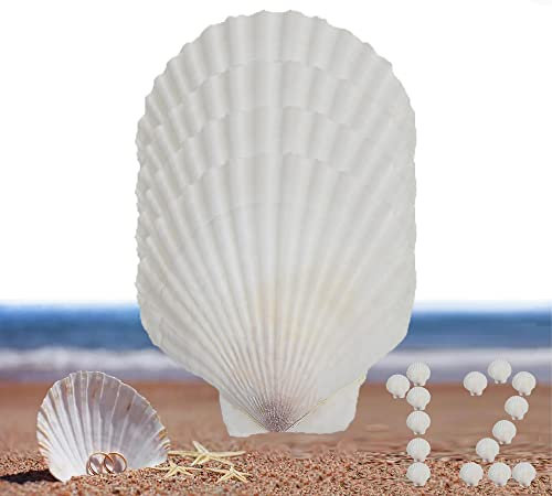 Muscheln zum Backen und Kochen, große Muscheln zum Backen, Kochen, große natürliche Muschelmuscheln für Bastelarbeiten, Muscheln, Stranddekoration, Heimdekoration (8,9–10,2 cm), 12 Stück