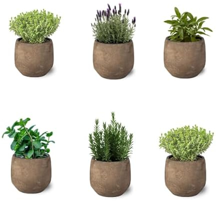Mix de 6 Plantas Aromáticas Variadas de Exterior en Maceta Ø10 cm Hierbas para Cocinar Huerto urbano y Jardín (No incluye Maceta de Ceramica)