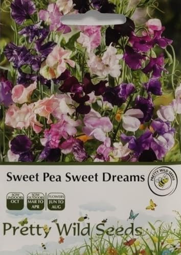 Sweet Pea Sweet Dreams Seeds in Pictorial Packet- 30 Seeds