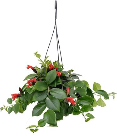 Aeschynanthus Plant Mona Lisa - Lipstick Plant - Trailing houseplant in 15cm Pot