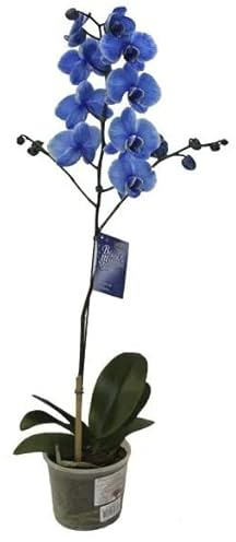 Planta Natural Orquídea Flor Azul Phalaenopsis Flores Azules +- 55cm Flor de Interior