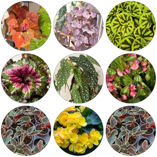 begonien zimmerpflanze wildkräuter winterharte stauden mehrjährig winterharte kübelpflanzen pflanzensamen pflanzendeko kräuterbeet indoor büropflanzen hochbeete für garten heilkräuter 10samen