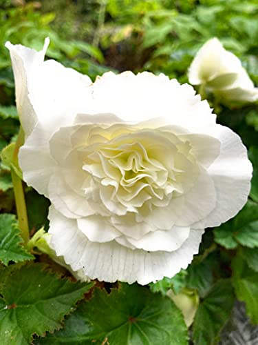 3 corms of White Trailing Begonia (Begonia pendula) Includes Postage