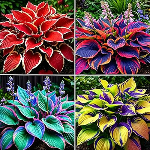 Rizomas de Hosta, Planta Perenne Resistente al Frío, Ideal para Zonas de Sombra y Decoración de Jardines-q-4 bulbo-C