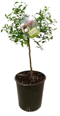 Garden Center Shop | Citrus Caviar Blanco M21 | Lima Dedo Exótica | Frutos en Perla | Arbusto Cítrico Compacto | Ideal Jardín o Maceta