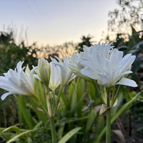 Bulbos de lirio araña, Lycoris radiata perennes resistentes 6pcs