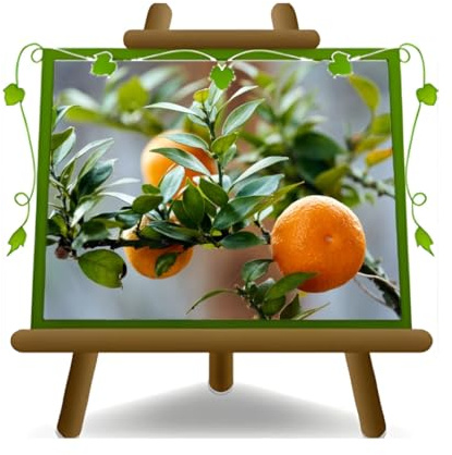 EURO PLANTS VIVAI Agrumi Chinotto – Citrus Myrtyfolia - Pianta da Frutto su Vaso da 22 cm. - Altezza 60-80 cm