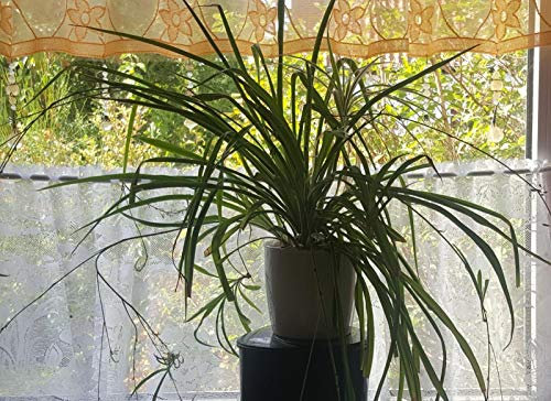 Garden Market Place Planta de Interior - Planta para la casa o la Oficina - Chlorophytum - Planta araña - Planta frondosa