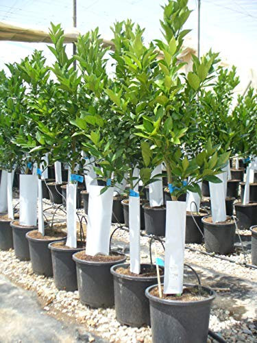 Blutorangenbaum, Citrus - sanguinelli, naranjo, ca. 130-140 cm hoch