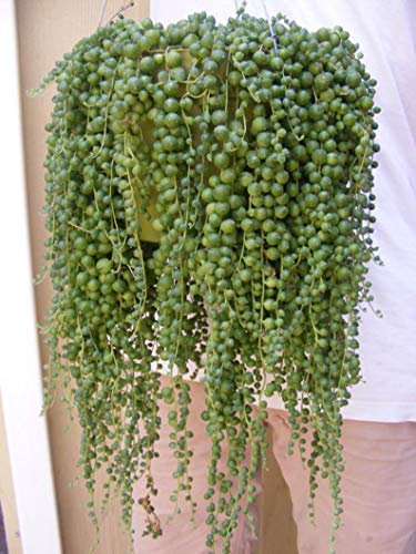 Graines de Senecio Rowleyanus Pearl Chlorophytum Plantes succulentes Graines Plantes en pot Anti-radiations: PAQUET DE 100 GRAINES