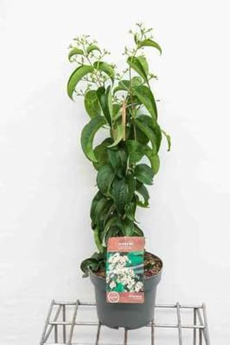 Heptacodium miconioides - Sieben Söhne Des Himmels Strauch 60-80 cm Container