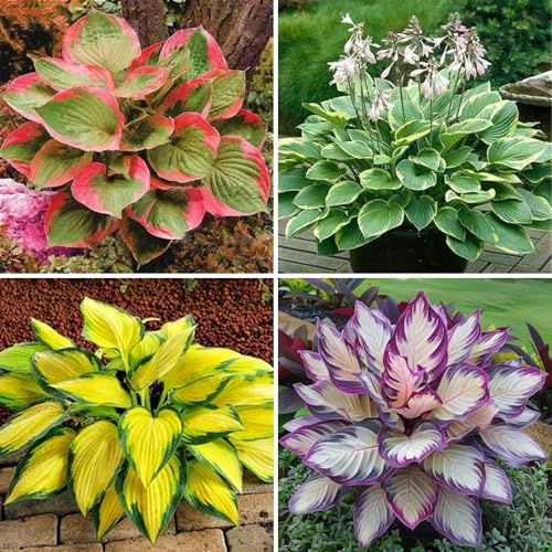 [VCUYHKMB] Funkien winterhart kaufen - Garten-Hosta Rhizome Winterhart - Leichte Pflege Hosta zum Kaufen-4Rhizome-B