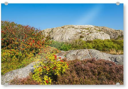 artboxONE Acrylglasbild 60x40 cm Natur Heidekraut und Vogelbeeren Bild hinter Acrylglas - Bild schweden Busch felsen