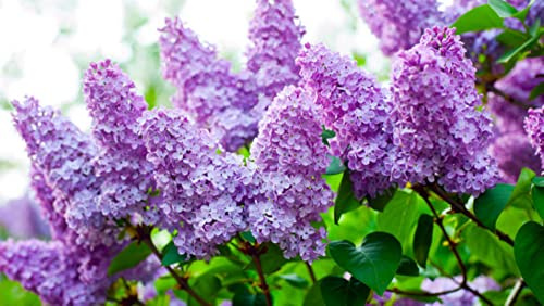 Exact Plant #29 Purple Lilac 4 Year Old, Syringa vulgaris (Common Lilac), Bare Root