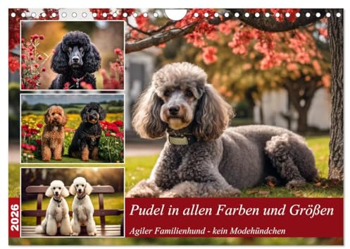 Pudel in allen Farben und Größen (Wandkalender 2026 DIN A4 quer), CALVENDO Monatskalender: Agiler Familienhund - kein Modehündchen (CALVENDO Tiere)
