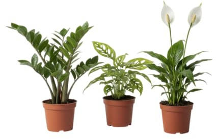 Set DECOALIVE de Plantas de Interior: Monstera Adansonii, Espatifilo y Zamioculcas Belleza Natural para tu Hogar