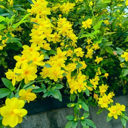semillas resistentes de jazmín de invierno - jardín interior 30pcs