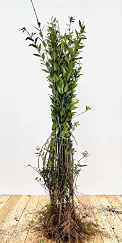 Ligustrum vulgare 'Atrovirens' 50–80 cm (25 Stück) – Winterhart, Mehrjährig, Pflegeleicht – Gewöhnlicher Liguster – Heckenpflanze für Garten & Sichtschutz