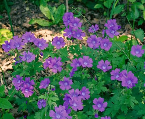 Geranium sylvaticum 'Birch Lilac' ca. 9x9 cm Topf - Wald-Storchschnabel, zartlila Blüten, Blütezeit Mai-Juli, ideal für halbschattige Beete, pflegeleicht