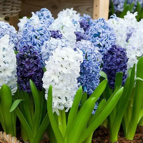 Hyacinth Bulbs-Hyacinth Plant Hyacinth Bulbs for Planting Now UK,Cut Flowers,Wedding Flowers,Plant Bulbs,Garden Flowers-2bulbs-d
