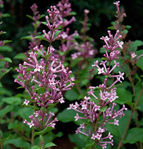 Edelflieder Bloomerang® Pink Perfume 80-100cm - Syringa - lebende Gartenpflanze aus den Baumschulen