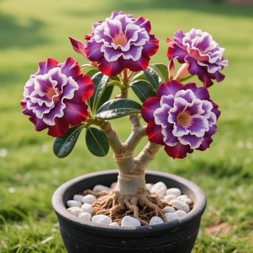 Wüstenrose/Adenium obesum-Mehrjährig winterhart,Herbstpflanzung für Frühlingsschönheit-1 Rhizome-E