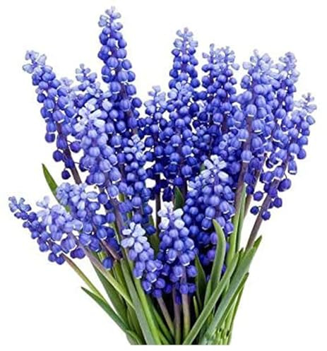 Grape Hyacinth Bulbs - 15 Muscari Armeniacum Bulbs for Planting - Grows 6-8 Tall - Flower Bulbs for Spring Planting - Indoor Forcing