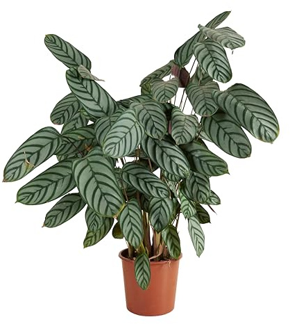 Bloomique - Calathea Compactstar - Korbmarante - Zimmerpflanzen - Pflegeleicht - Luftreinigend - Höhe 60-70 cm - Topf 17 cm