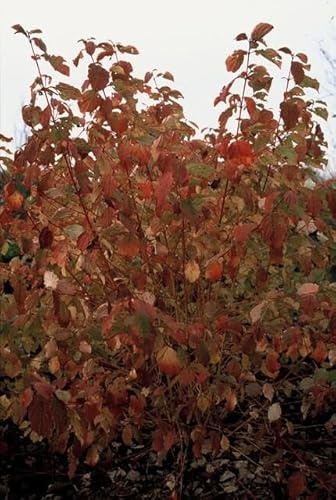 Cornus sanguinea « Anny's Winter Orange », 24 plantes, 10-25 cm, diamètre : 9 cm, cornouiller, coloration hivernale, robuste et facile d'entretien