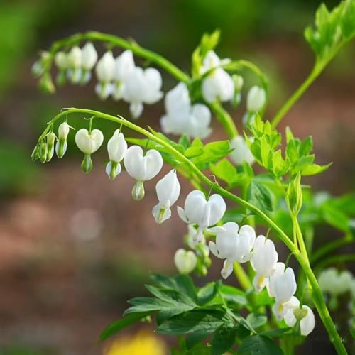 Tränendes Herz - gartenpflanzen winterhart hochbeete für garten bonsai topf winterhart draußen blumendeko winterharte stauden gartenblumen mehrjährig 200samen