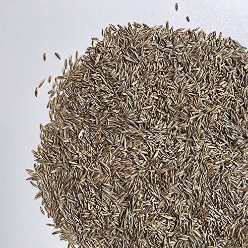 Il Contadino - Antiche Sementi | LOIETTO PERENNE| Tappeto fine molto denso, Adatto a tutti i luoghi e tipi di terreno, Ottima resistenza al calpestio, ai freddi invernali e alle malattie (10 Kg)