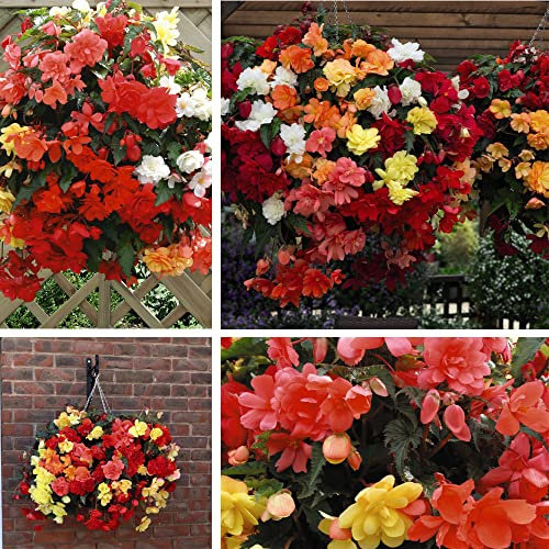 Begonia Illumination Mixed Garden Plant Half- Hardy Perennial Garden Plants Easy to Grow Your Own 15x Garden Ready Plants by Thompson and Morgan (15)