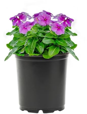 Adelfilla Vinca Major Natural Planta Rastrera que Realza tu Espacio