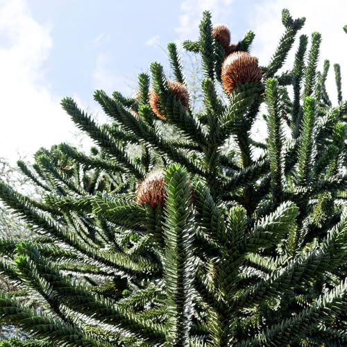 Araucaria, zimmerpflanzen Araucaria Araucana, alte sorten kaufen balkonpflanzen 150Samen