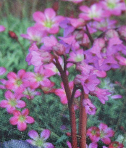 Bergenia 'Eroica' 15cm Pot Size