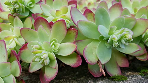Sedum palmeri/Sedum de Palmer/Conteneur de 2 à 2.9 litres/Succulente