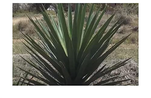 Stk - 10x Agave schidigera Maguey Agaven Garten Pflanzen - Samen ID729 - Seeds & Plants Shop by Ipsa
