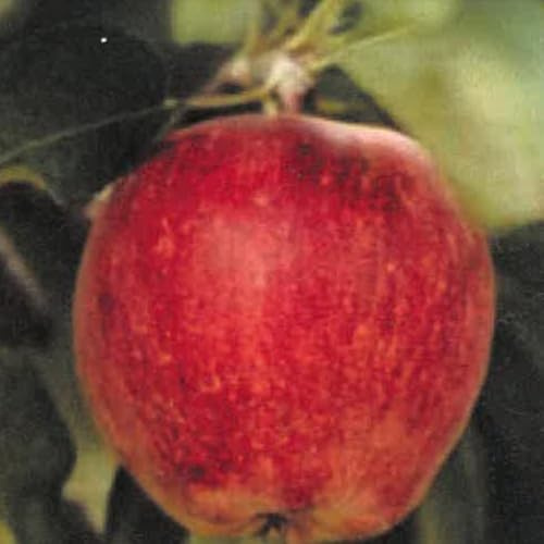 Plante Fruitière Pommier Nain En Vase Blanc (Photo Réelle)