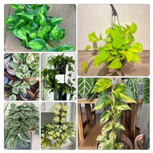 semi di pothos in vaso d'appartamento esotiche decorazione 350pcs