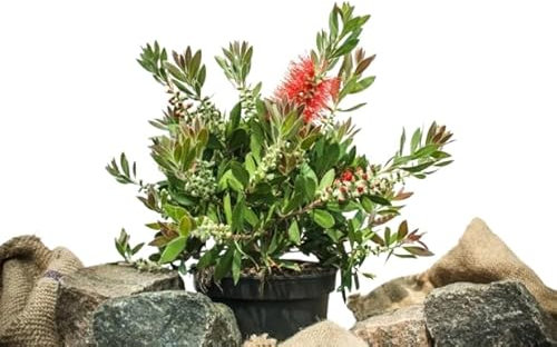 Callistemon Arbusto Natural Planta de Exterior con Flores Rojas